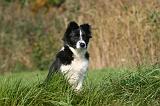 BORDER COLLIE 1369